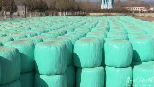 秦州多措并舉保障畜牧養殖場安全越冬 備足飼料、加固圈舍、穩供銷售